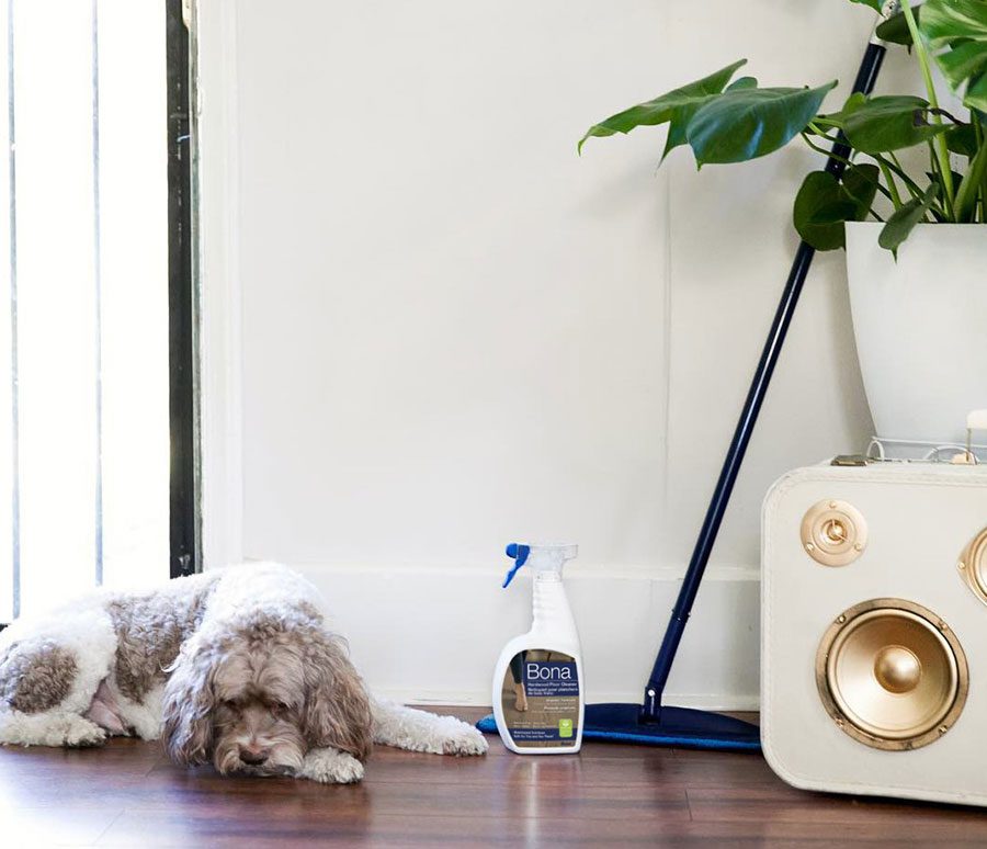 img-cachorro-deitado-produto