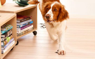 5 dicas de limpeza para casas com pets