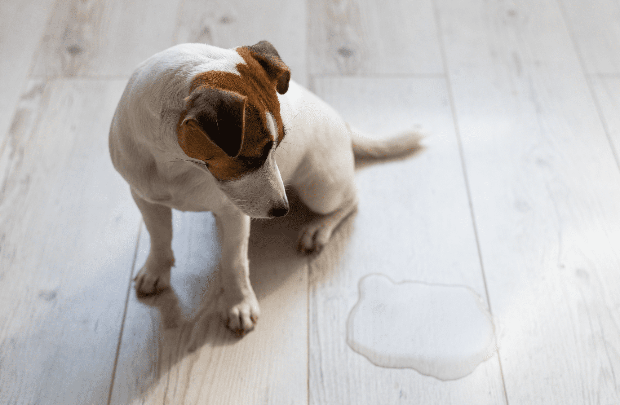 cachorro xixi piso madeira