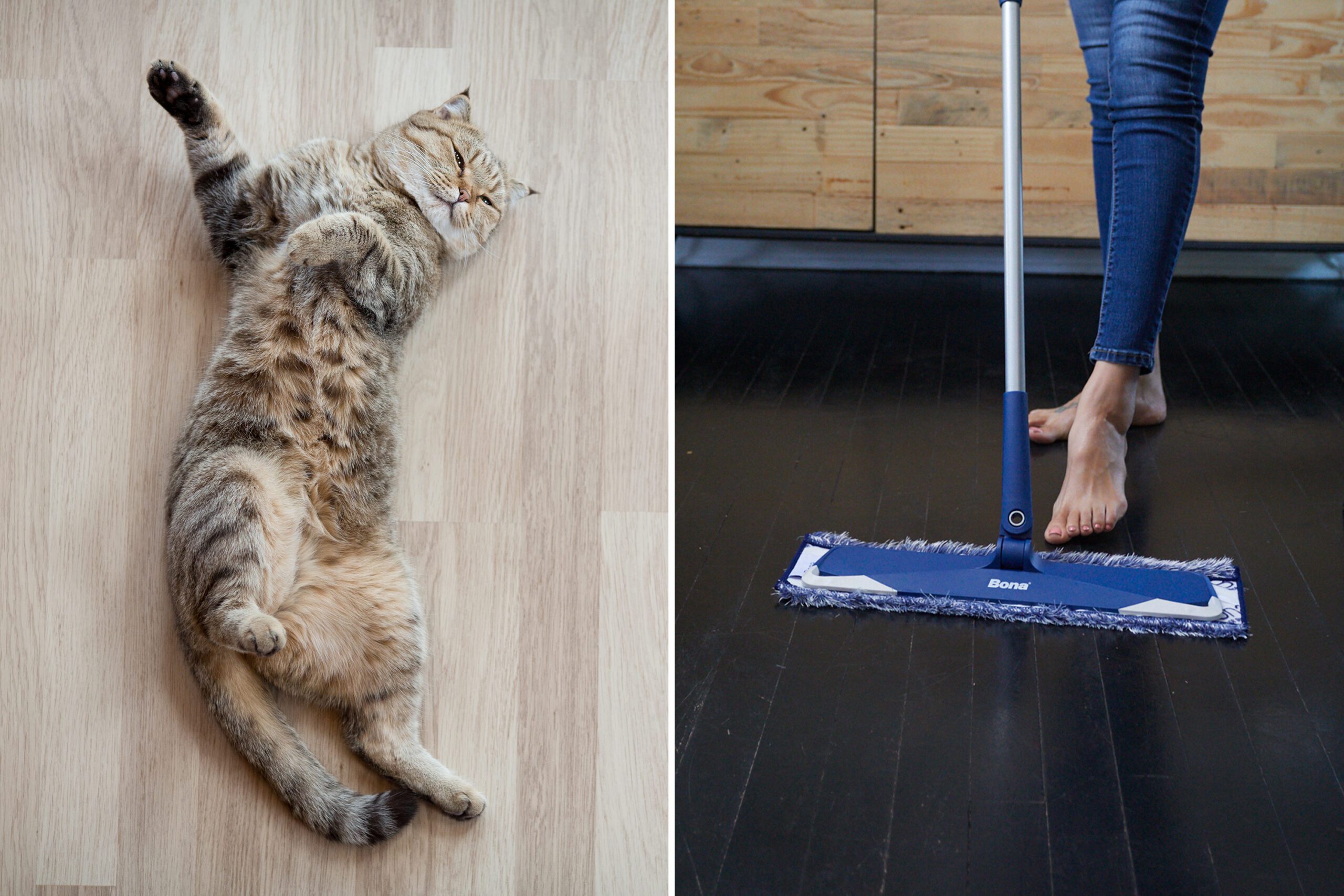 Cat top view lying on parquet floor